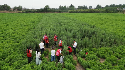 南陽(yáng)師范學(xué)院生命科學(xué)學(xué)院黨員博士團(tuán)服務(wù)社會(huì)紀(jì)實(shí) 生物技術(shù)推廣服務(wù)